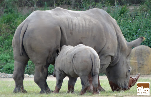 Australia Zoo review