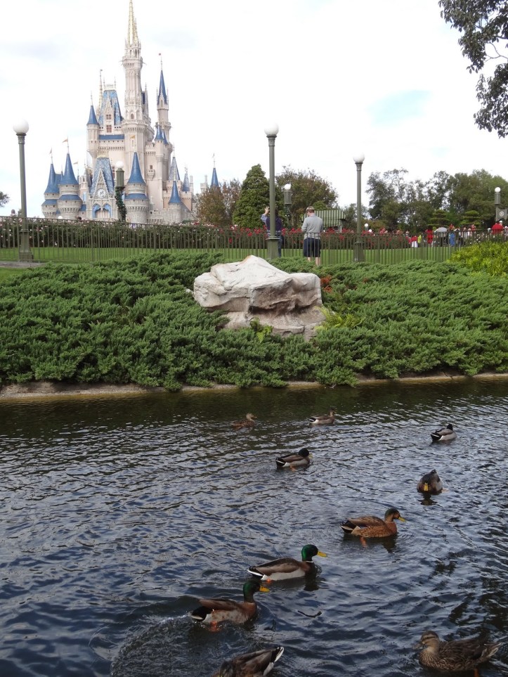 0fff1-magickingdomducks